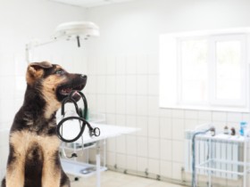 Top-Notch Pet Care: Choosing the Right Pet Clinic in Kanpur